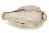 Fossil Oreodont (Merycoidodon) Skull - South Dakota #249247-6